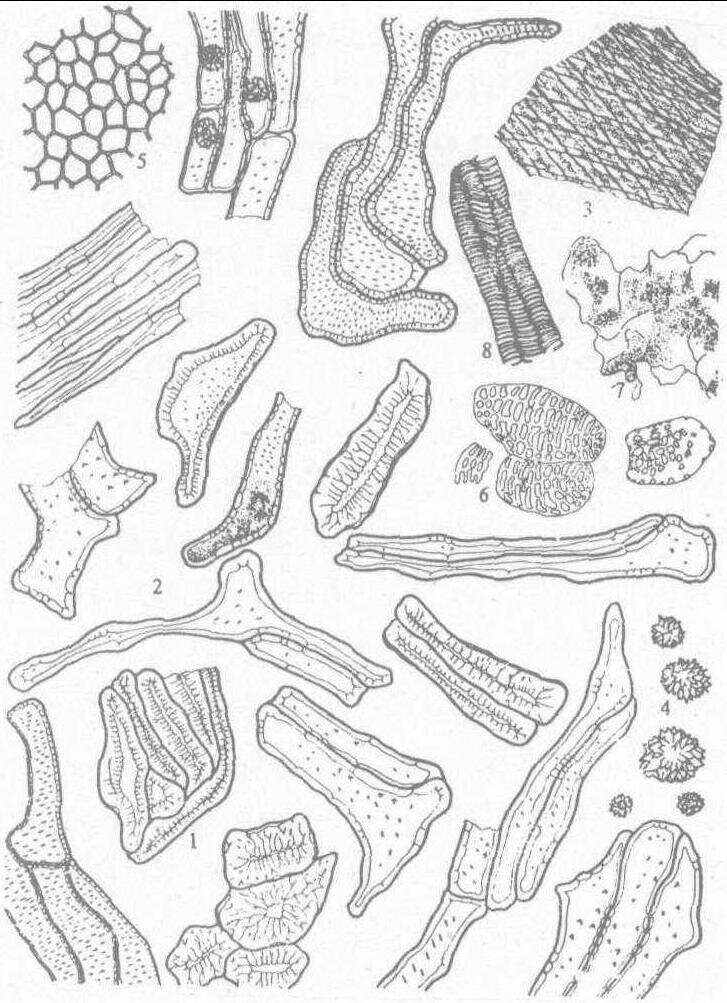 内侧与索状组织之间有2～5层薄壁细胞,细胞直径30～50～110μm,色浅黄